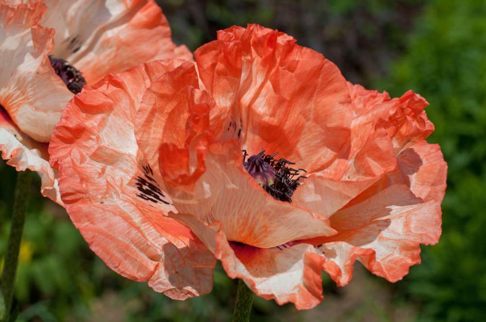 Orientalsk Valmue 'Picotee'